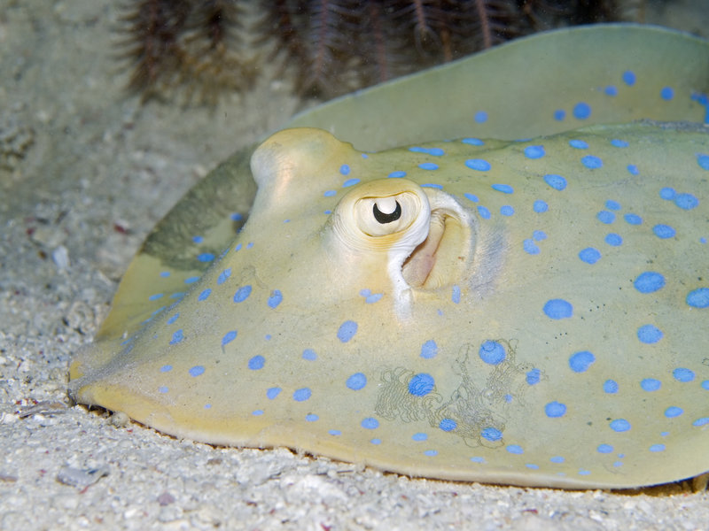 Blue spotted fan tail ray, Mabul, Paradise 1 and 2